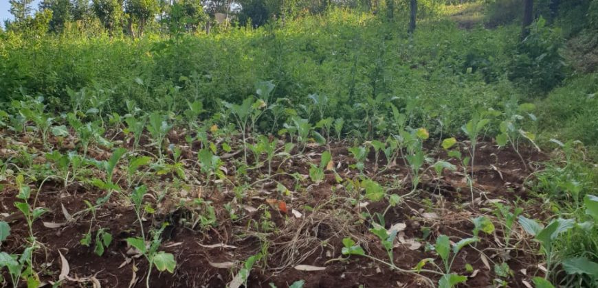 Wangige Riverside 50 X 100 Prime Plot For Sale-5M-296